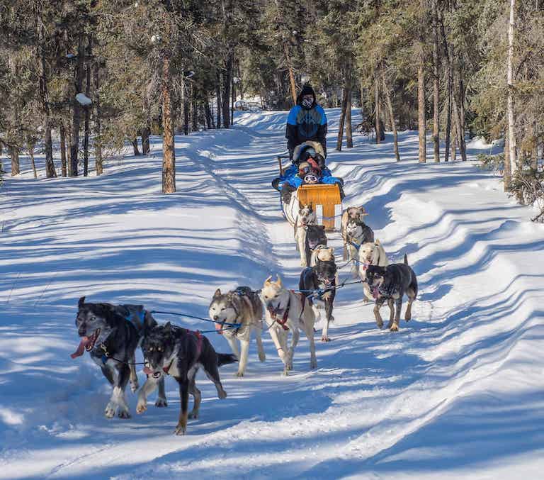 Dog Team Ride